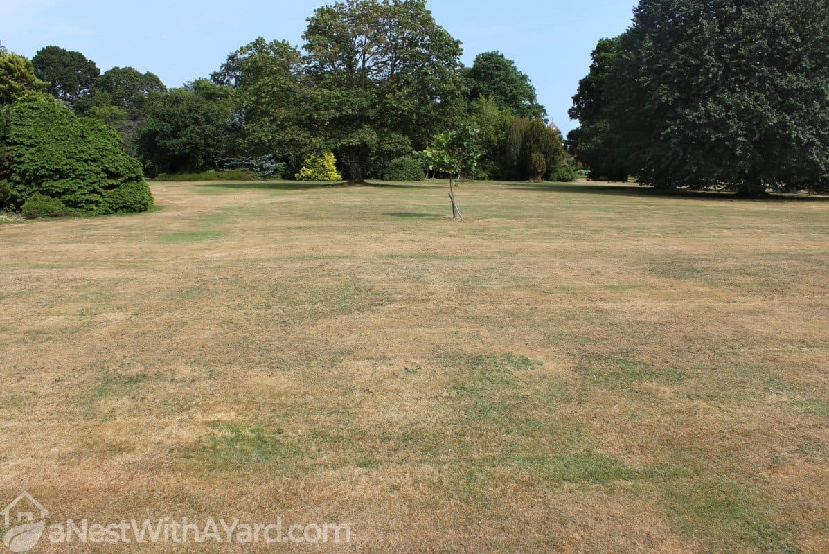 A lawn with dry and unhealthy grass