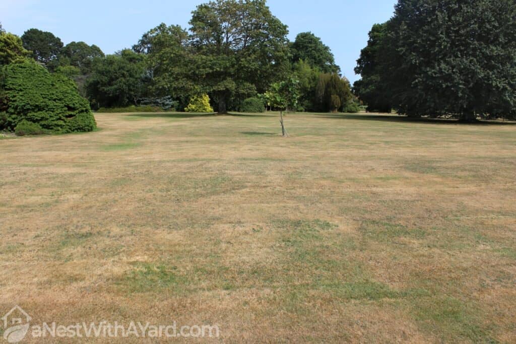 What Should You Do If Your Lawn Is Always Dry In 2022 ?