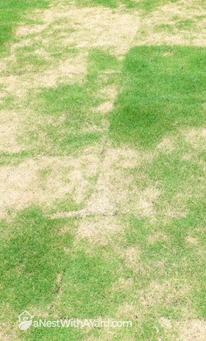 Dry lawn with patchy grass
