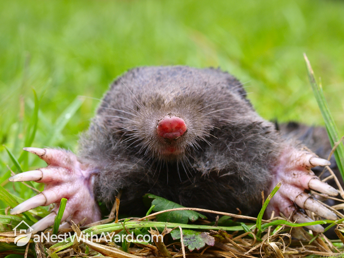 How To Get Moles Out Of Your Yard: The Best No-Kill Methods