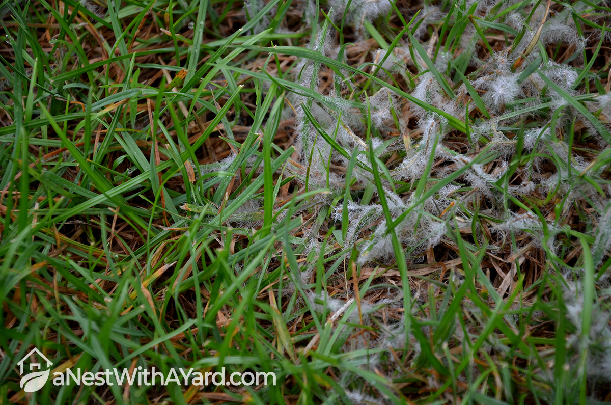 What Is Snow Mold & How To Best Deal With It?