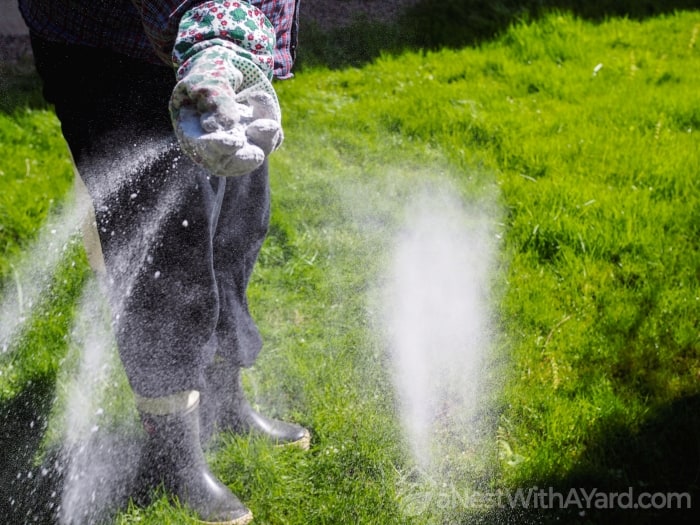 A gardener wearing gloves sprinkling fertilizer on his lawn