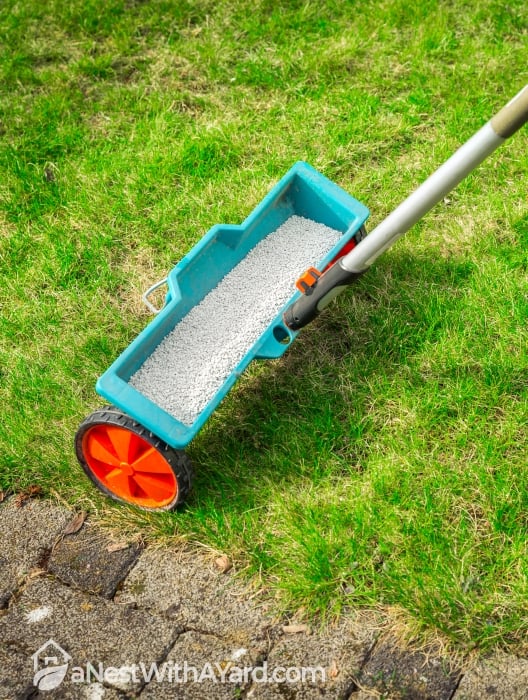 Fertilizing the lawn with a fertilizer and seeds spreader