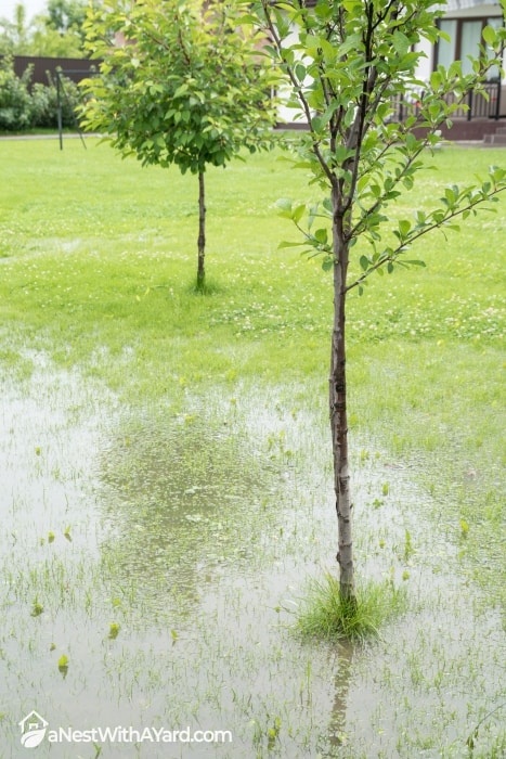 Flooded lawn with trees