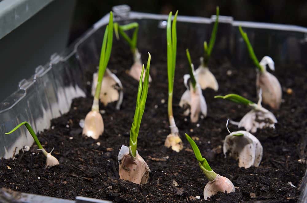 How to grow garlic indoors in water and soil