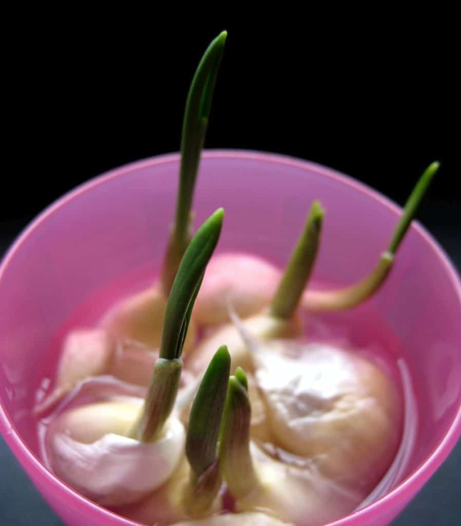 garlic cloves in water