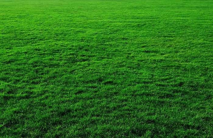 lawn with Green Grass 