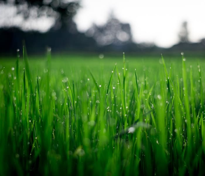 green grasses with dew drops