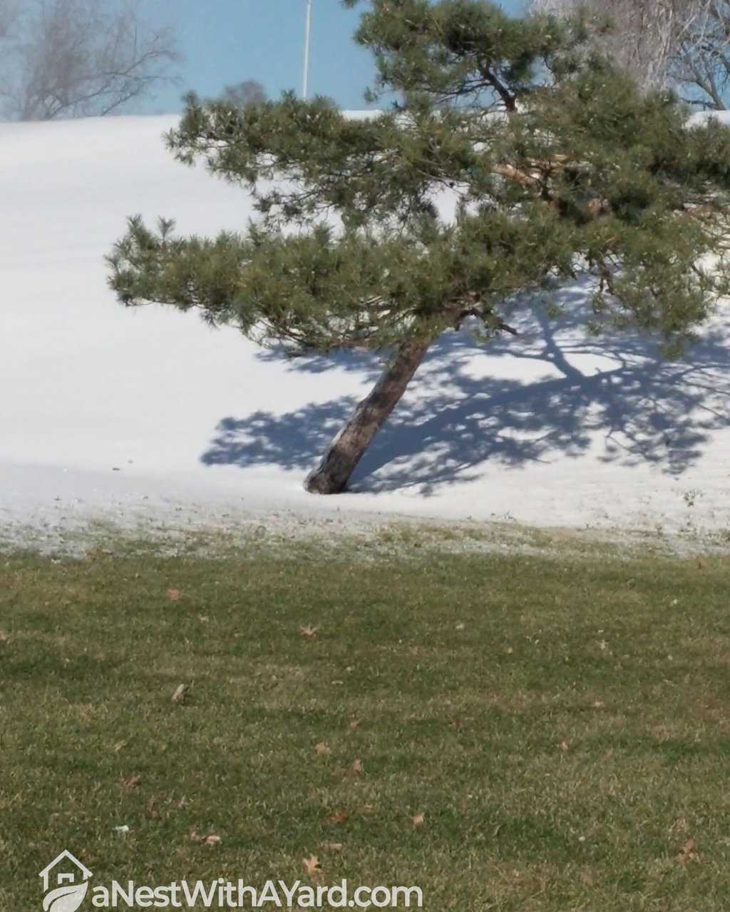 Green grass of a lawn covered with snow
