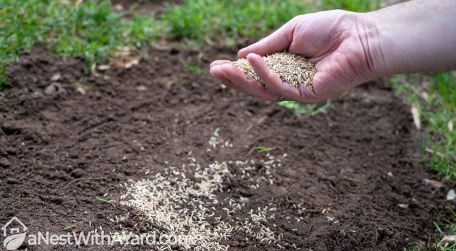 Přidejte ruku plnou travních semen nad oblast trávníku bez trávy.