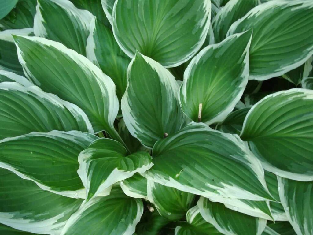 What eats hostas? Is it animals or insects?
