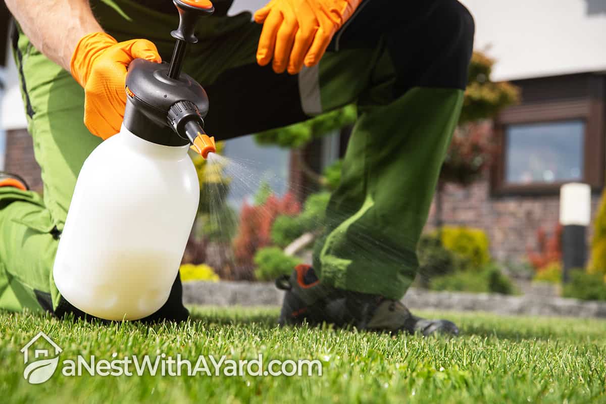 How To Get Rid Of Weeds In Grass In 10 Easy Ways!