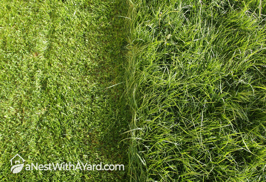 How To Make Bermuda Grass Thicker And Greener - 9 Easy Solutions