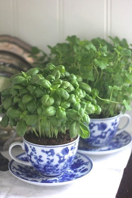 herbs planted in cups on the table  #indoorHerbGarden #indoorGardenIdeas #indoorgardendesigns #indoorgardenapartment #apartmentindoorgarden #apartmentgardening
