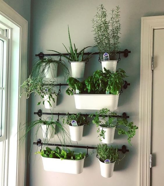 herbs planted in metal pots hanging on rods attached to the wall  #indoorHerbGarden #indoorGardenIdeas #indoorgardendesigns #indoorgardenapartment #apartmentindoorgarden #apartmentgardening