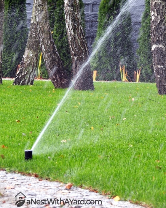 A sprinkler watering a lush green lawn