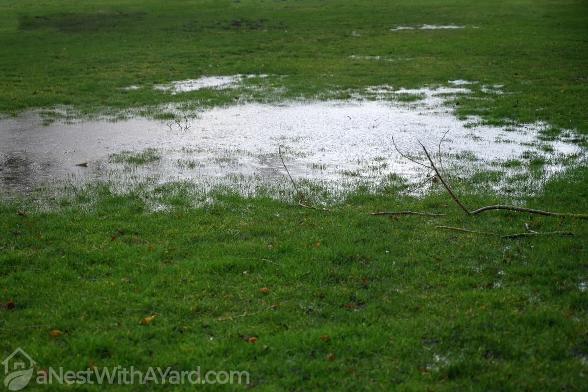 Wondering How To Dry Out A Wet Lawn? Here’s How!