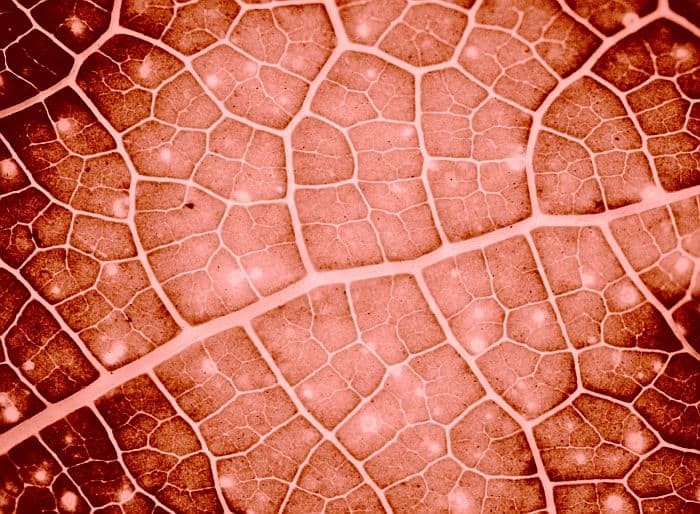 Leaf Surface in close-up view