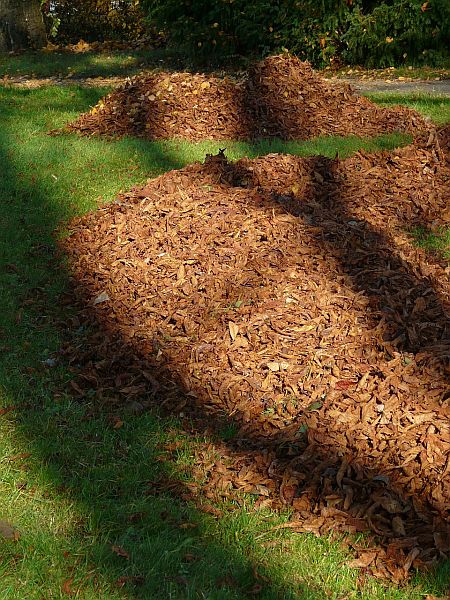 Mounds of dead leaves