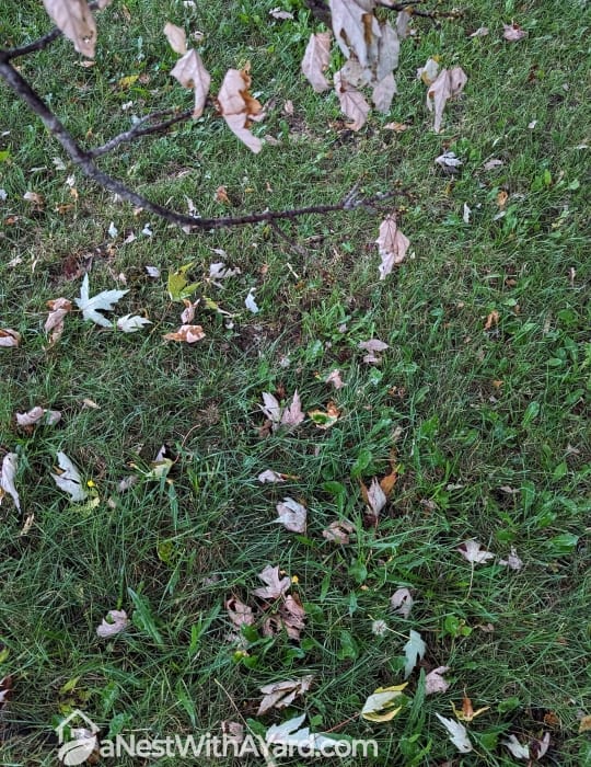 Fallen leaves on the lawn grass