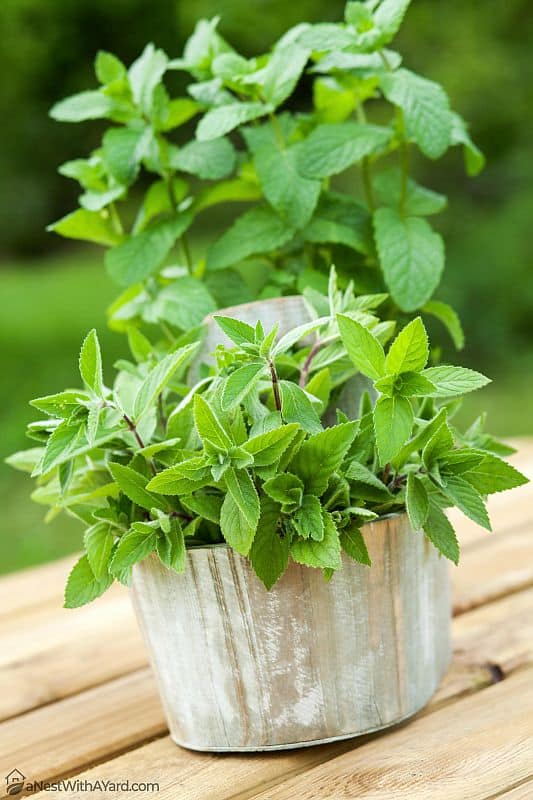 A leafy mint plant