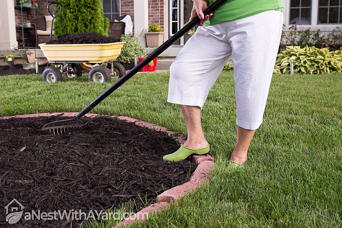 Close up view of the legs of a senior woman in white pants mulching a flowerbed spreading the mulch with a rake