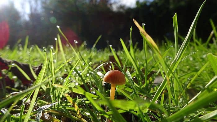 Mushroom in a grassy lawn