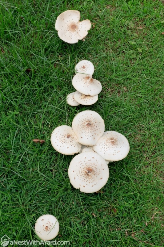 Mushrooms growing in the lawn