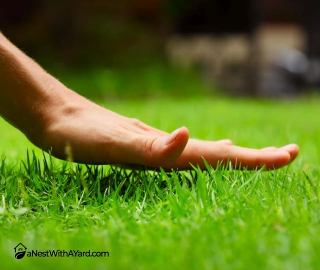 A hand touching the lawn grass