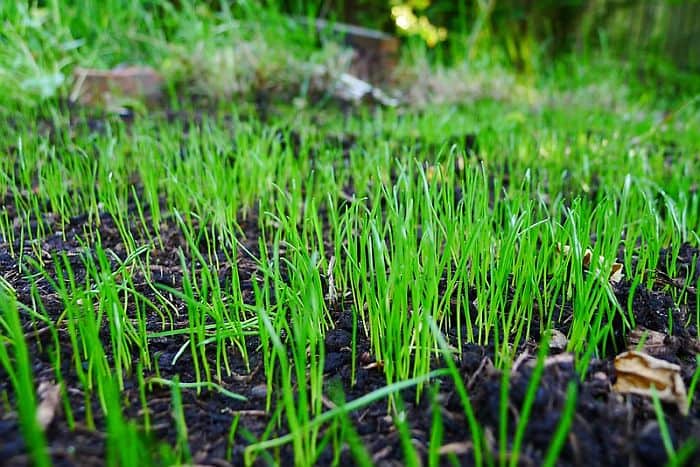 newly sprouted grass