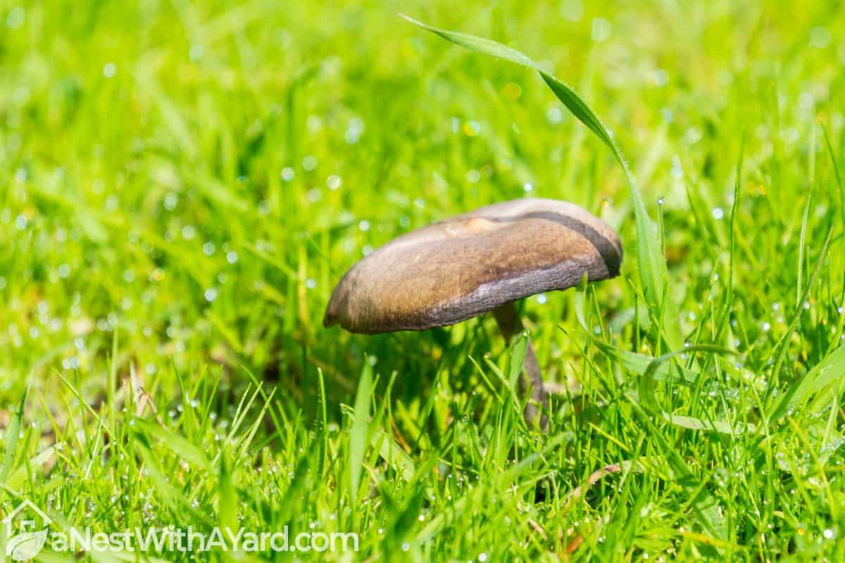 How To Get Rid Of Mushrooms In Lawn 2022