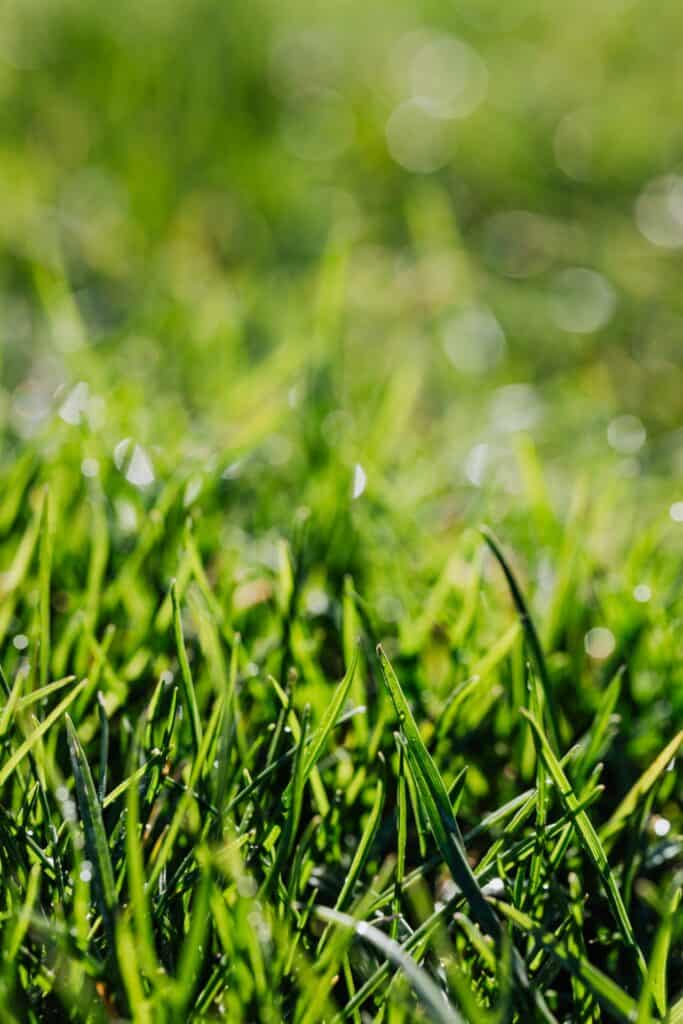 A focused image of a wet green grass on a yard.