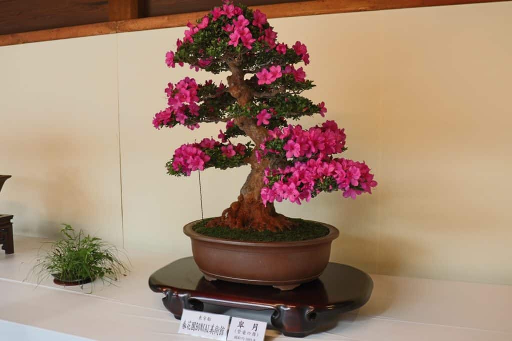 Pink blooming bonsai #blooming