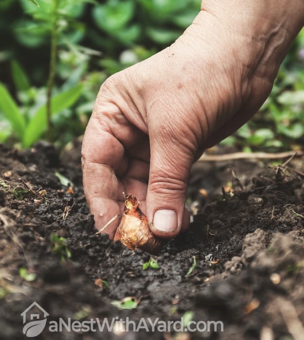 A man planting a bulb in the soil
