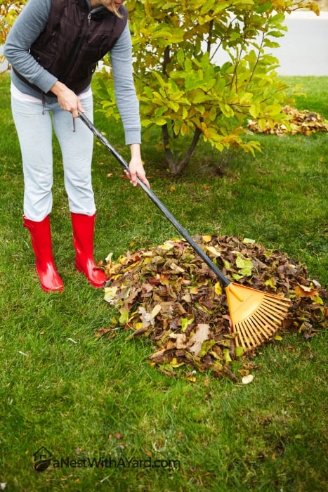 A woman raking dry leaves in the lawn