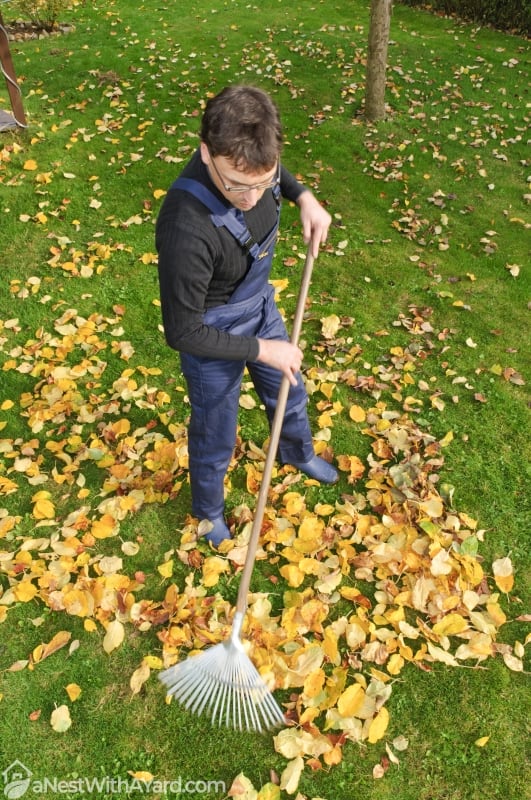Man with a plaid shirt outside the backyard sweeping a lot of leaves