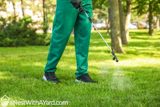 Spraying weed killer to grass