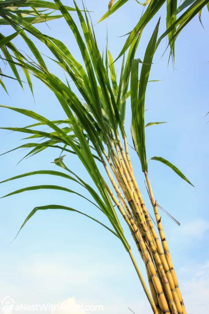Sugar cane #plants #hardy #garden #gardening #gardenTips  