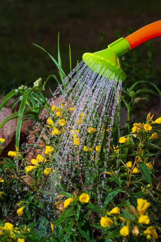 Watering the plants with a green colored watering nozzle