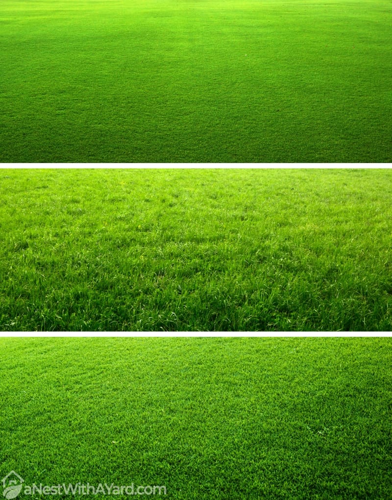 Groen gras achtergronden