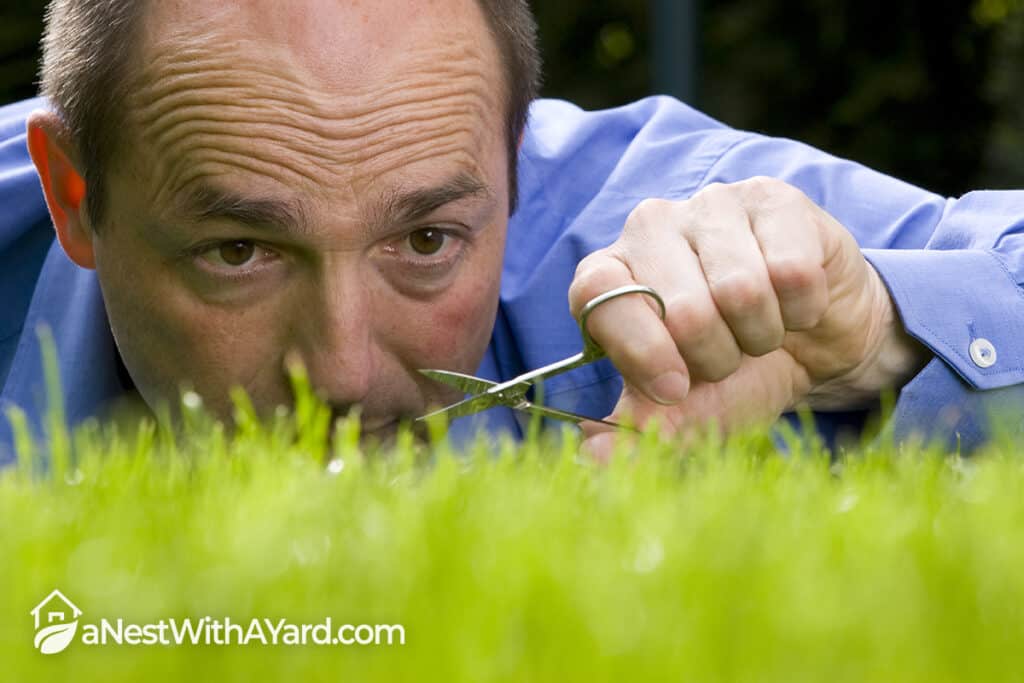What Happens If You Cut Grass Too Short - Avoid These Mistakes!