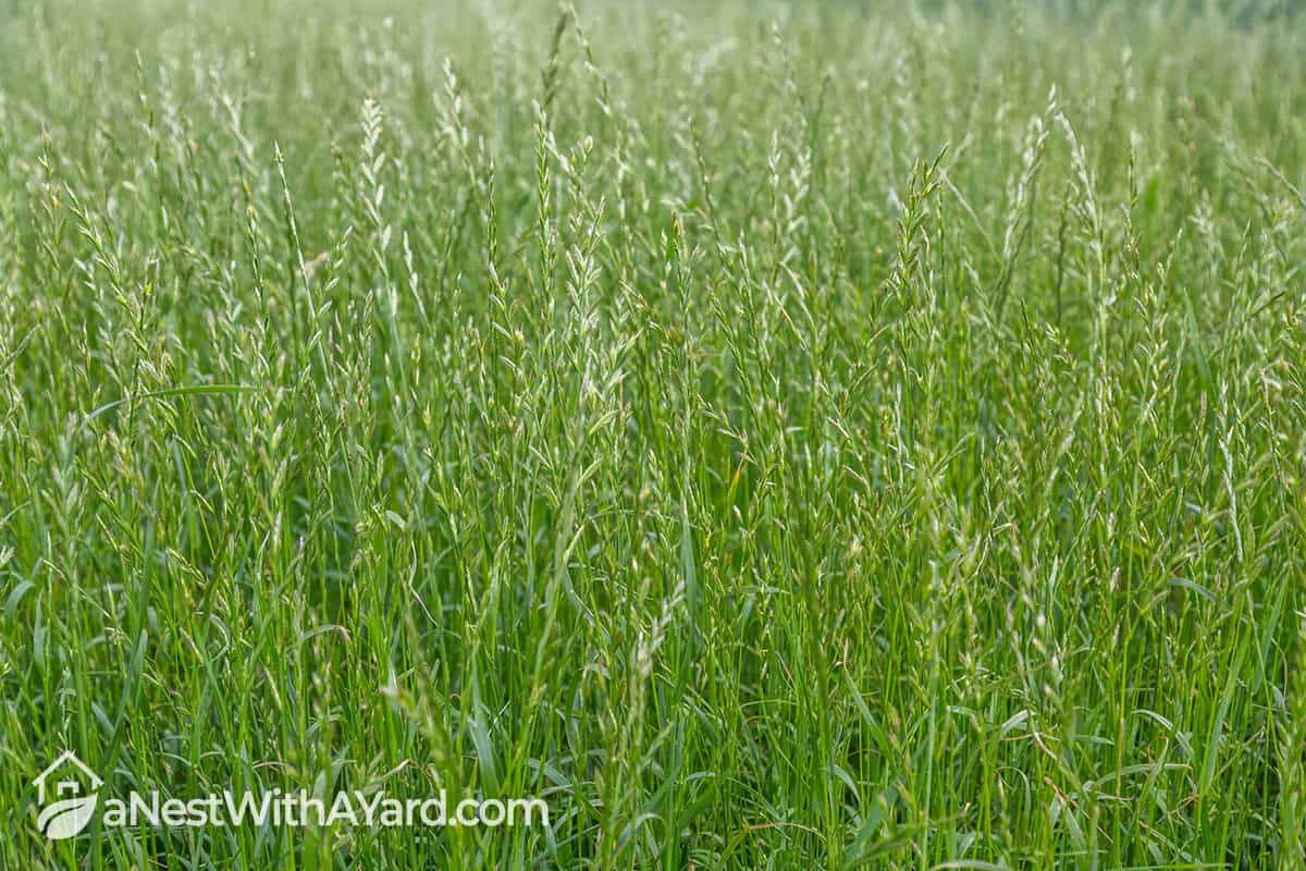 When To Plant Winter Rye Grass In 2022